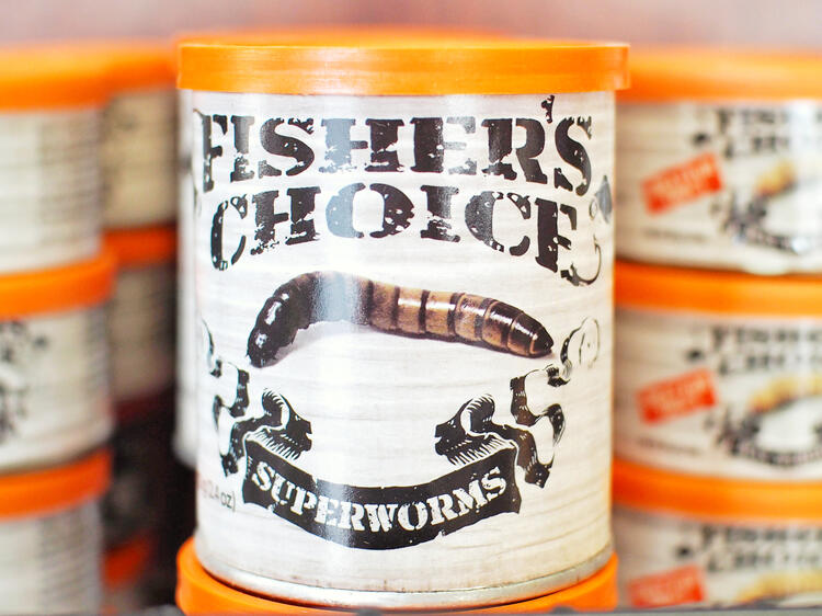 Fisher's Choice Superworms